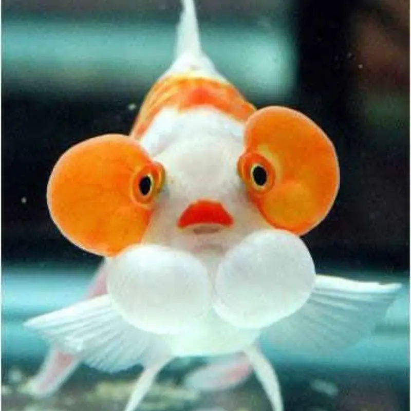 ساخت تنگ ماهی عید🐟